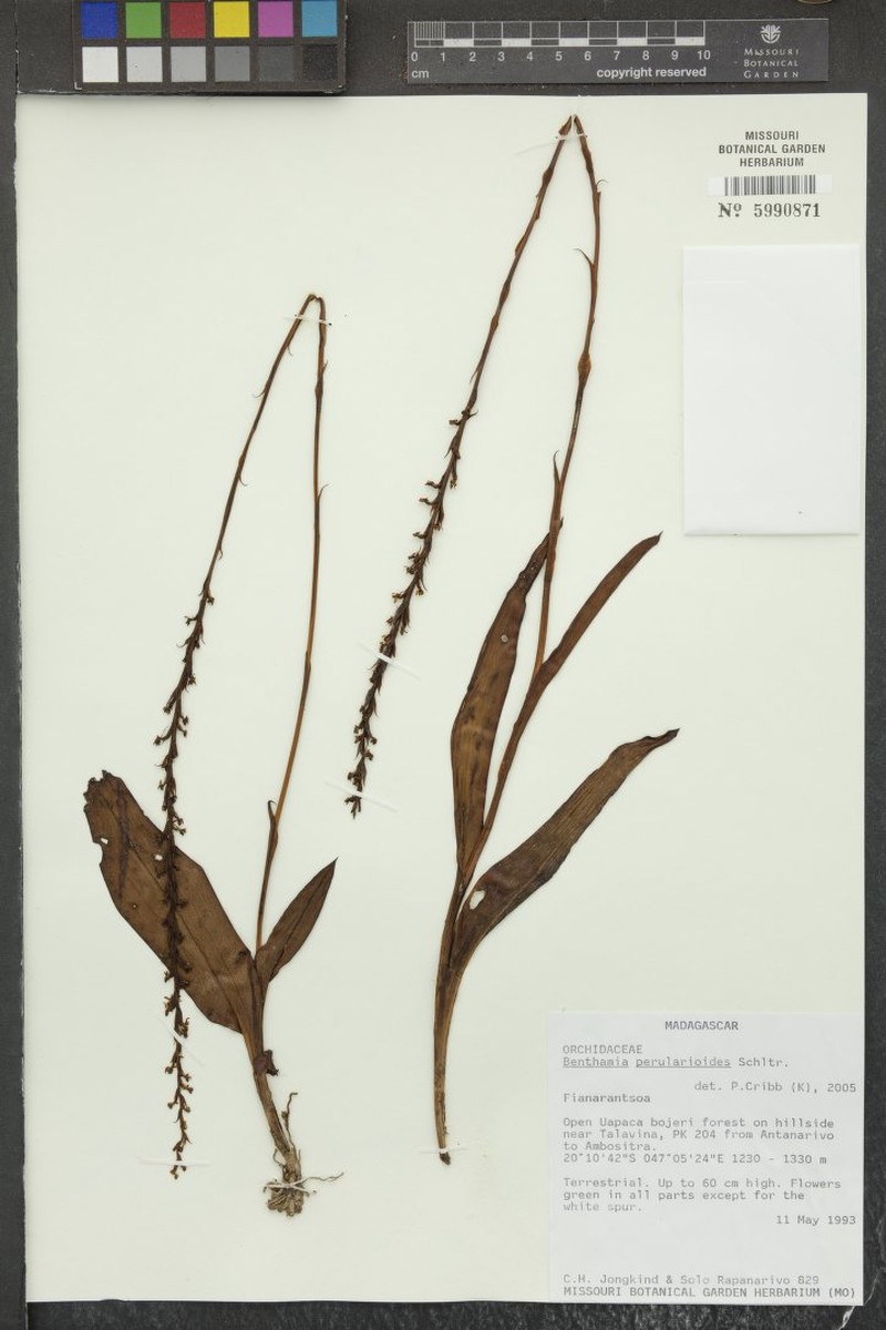 Benthamia perularioides