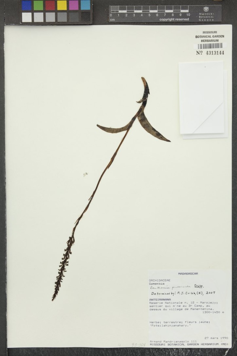 Benthamia perularioides photo 2
