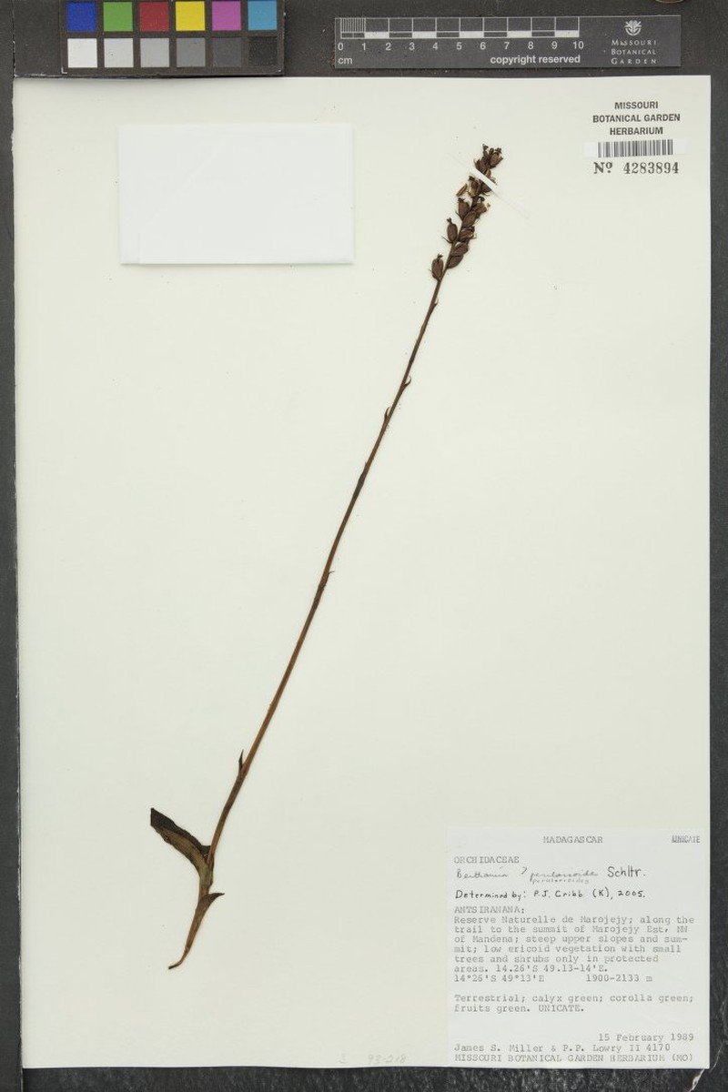 Benthamia perularioides photo 3