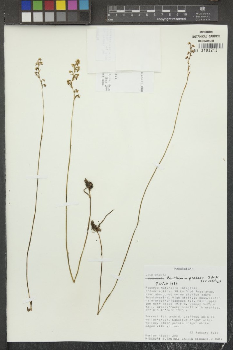 Benthamia praecox