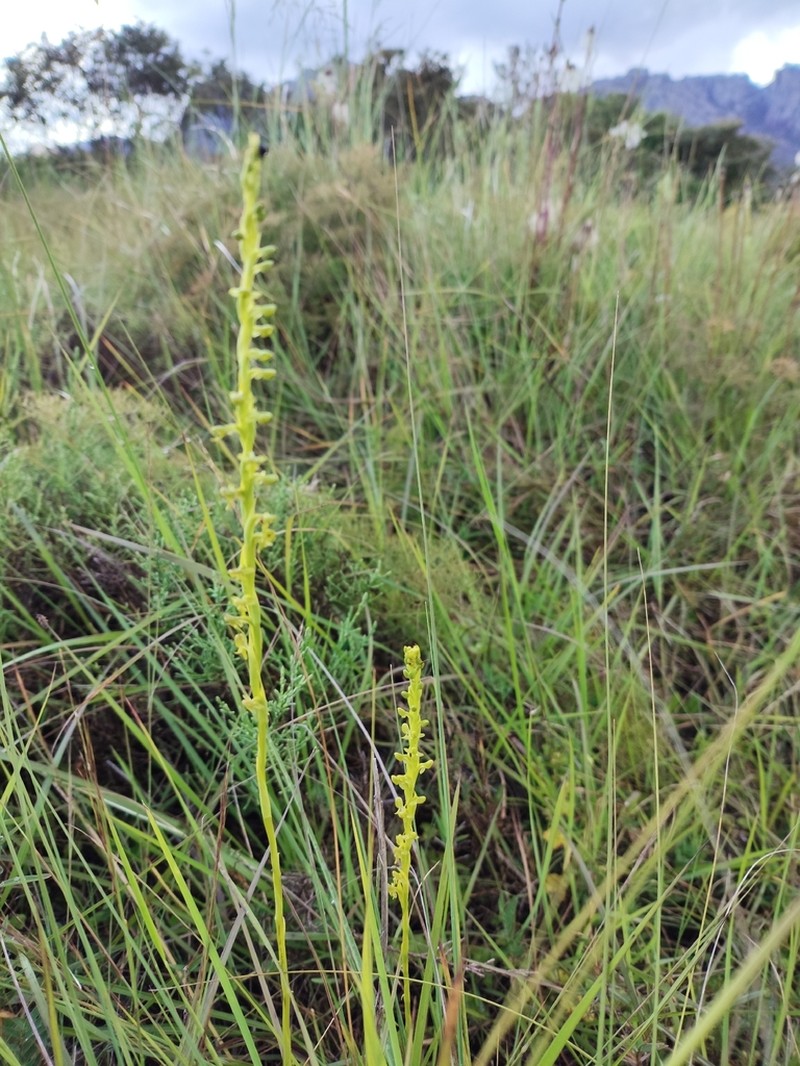 Benthamia rostrata