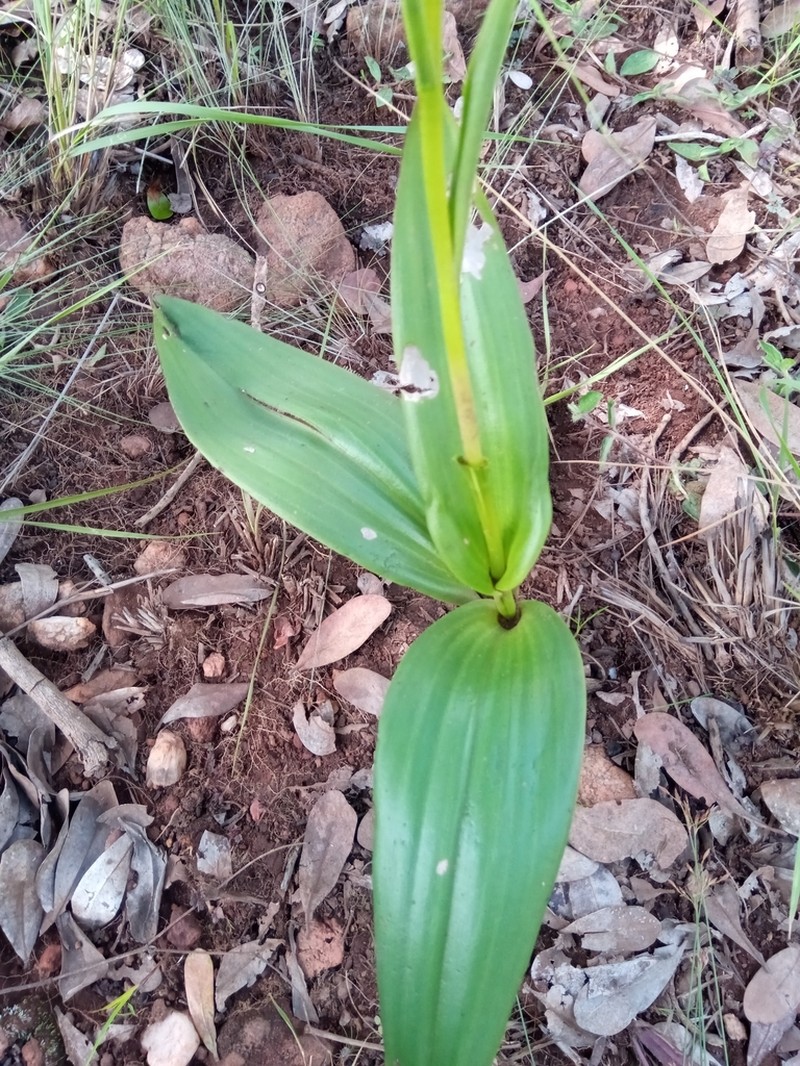 Benthamia rostrata photo 2