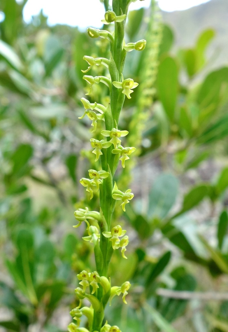 Benthamia rostrata photo 3