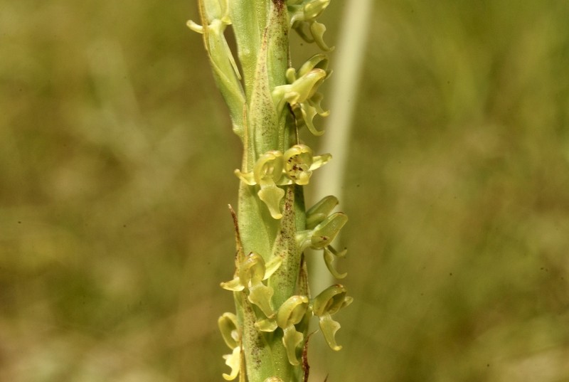 Benthamia rostrata photo 4