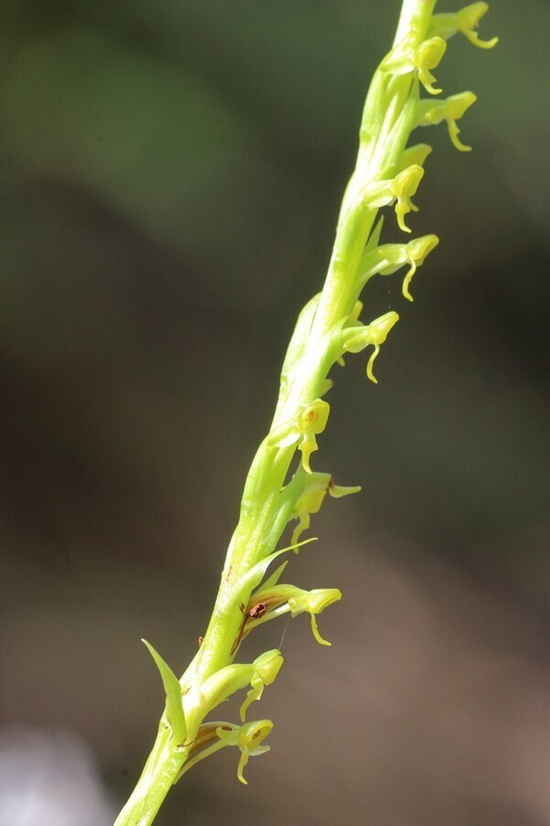 Benthamia rostrata photo 5