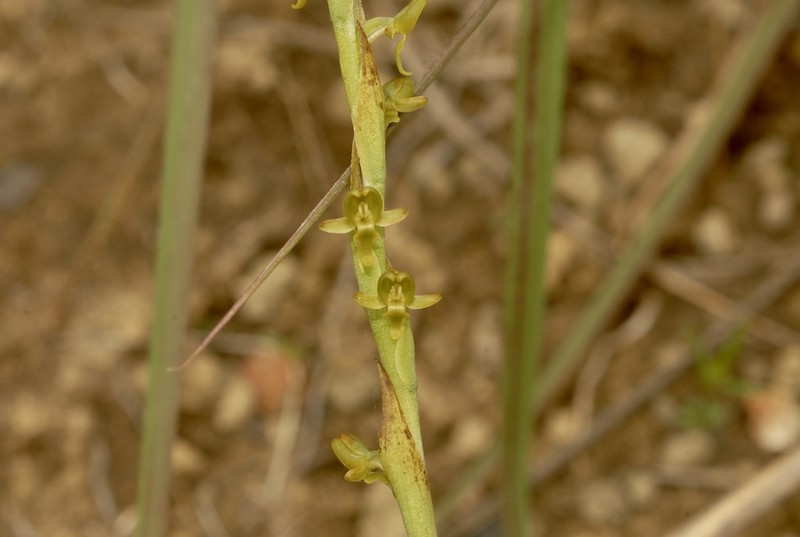 Benthamia rostrata photo 6