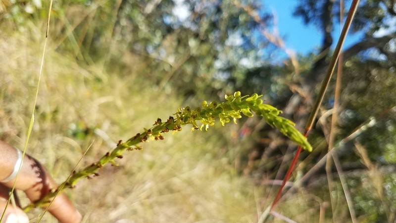 Benthamia rostrata photo 7