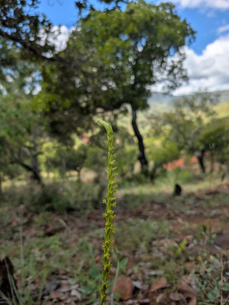 Benthamia rostrata photo 8