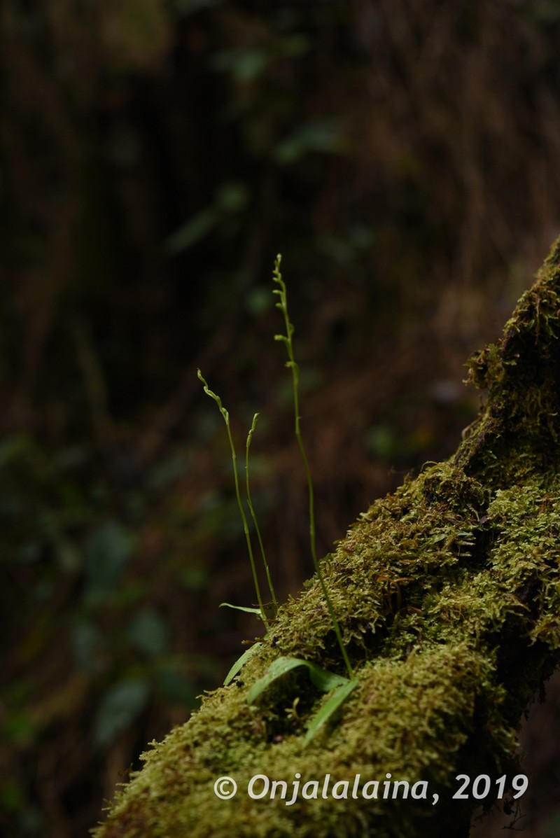 Benthamia spiraloides