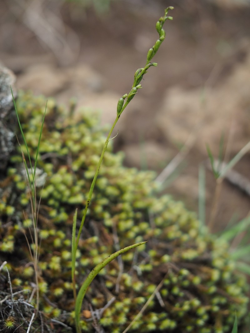 Benthamia spiraloides photo 2