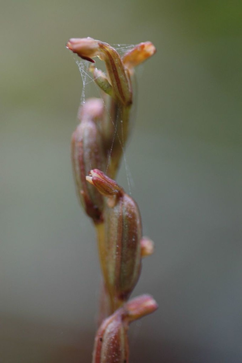 Benthamia spiraloides photo 3