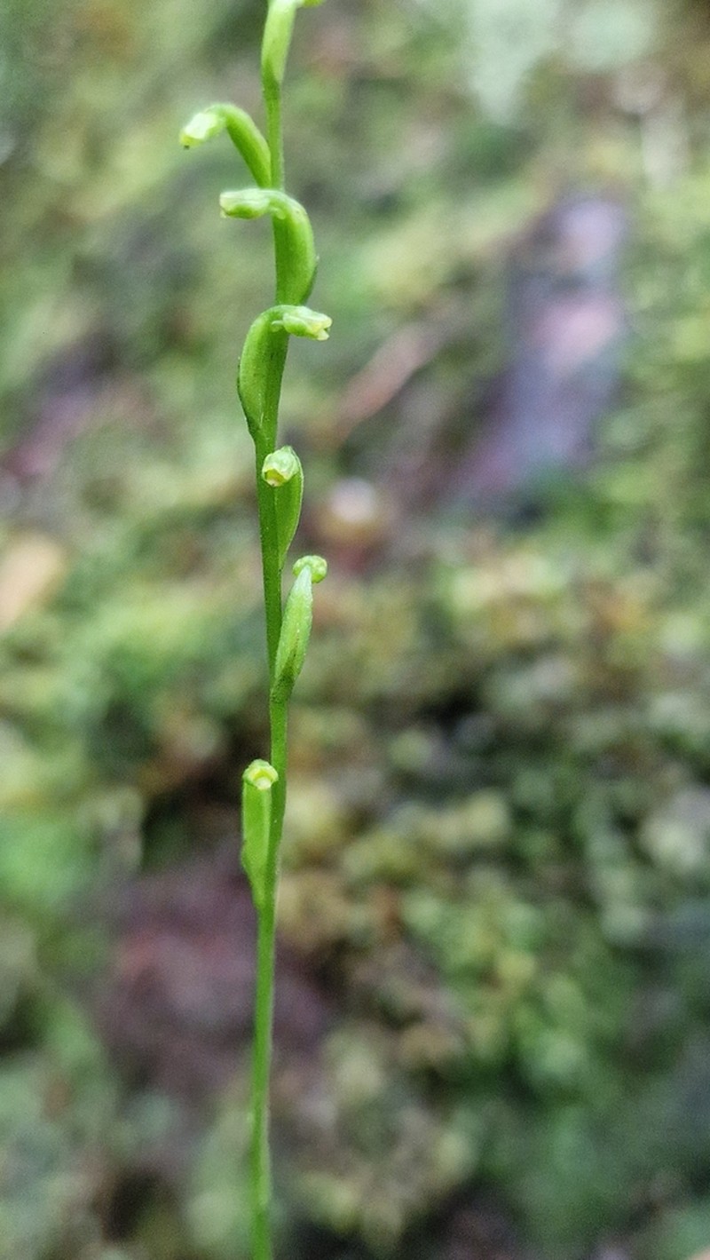 Benthamia spiraloides photo 4