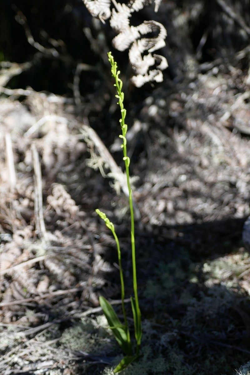 Benthamia spiraloides photo 5