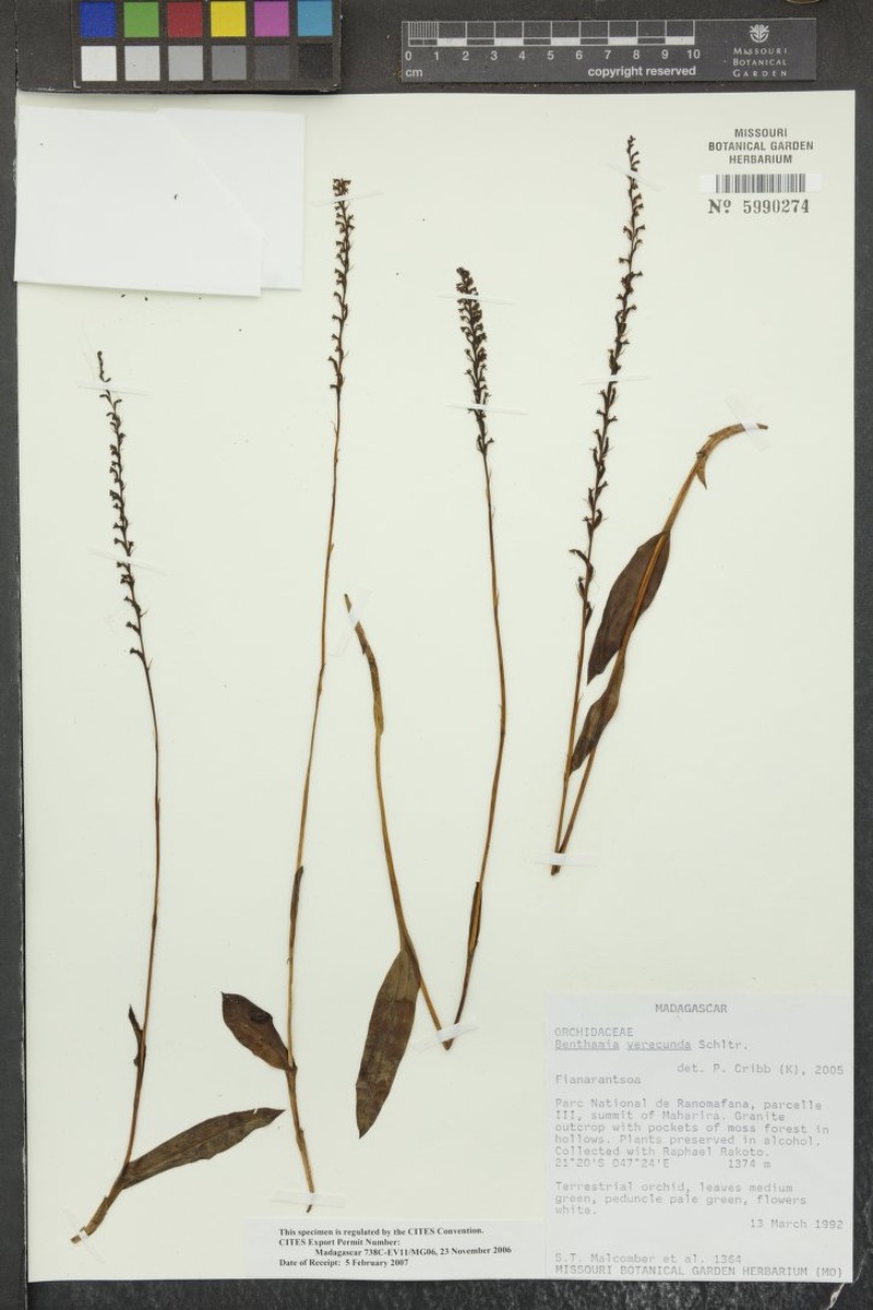 Benthamia verecunda