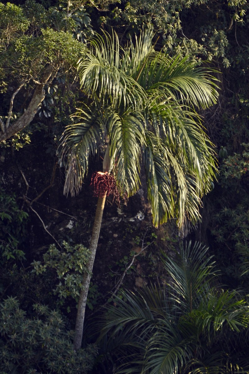 Bentinckia condapanna
