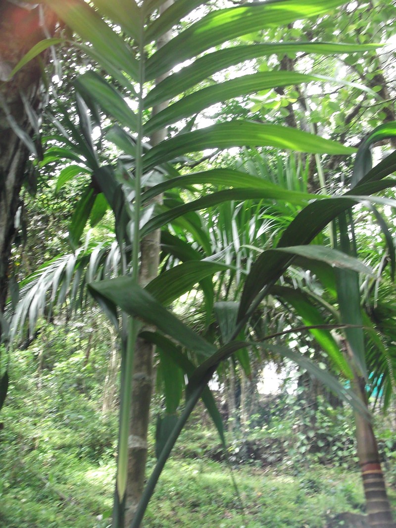 Bentinckia nicobarica