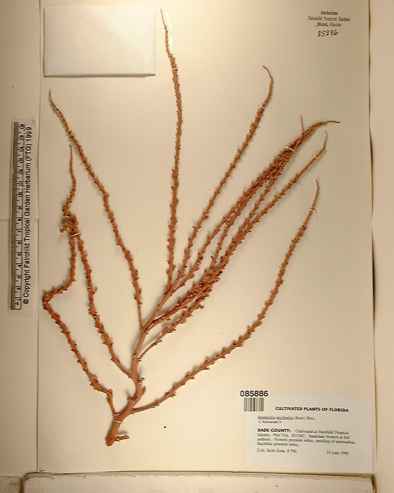 Bentinckia nicobarica photo 7