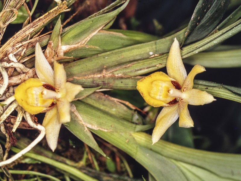 Benzingia estradae photo 2