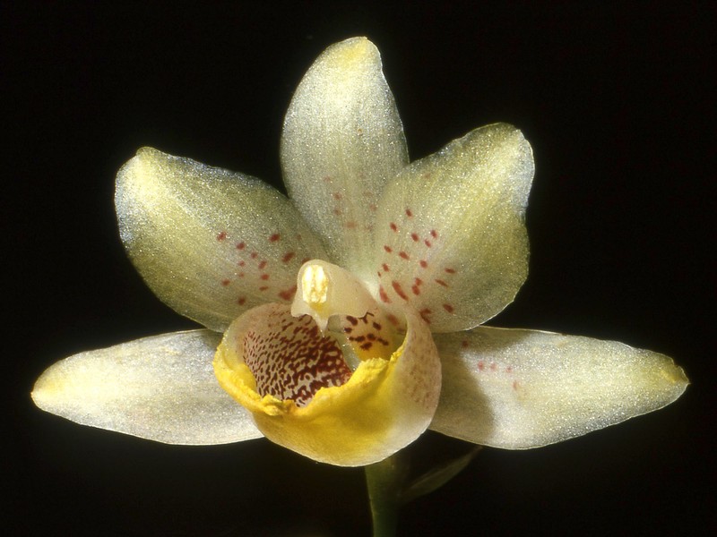 Benzingia estradae photo 3