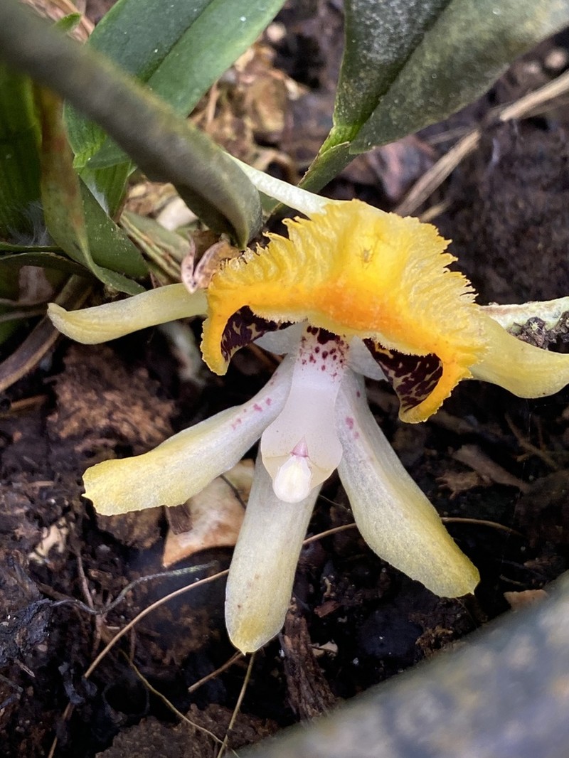Benzingia hirtzii