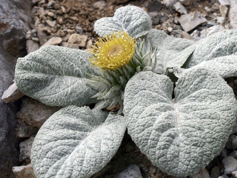 Berardia lanuginosa