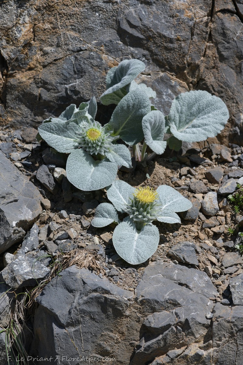 Berardia lanuginosa photo 3