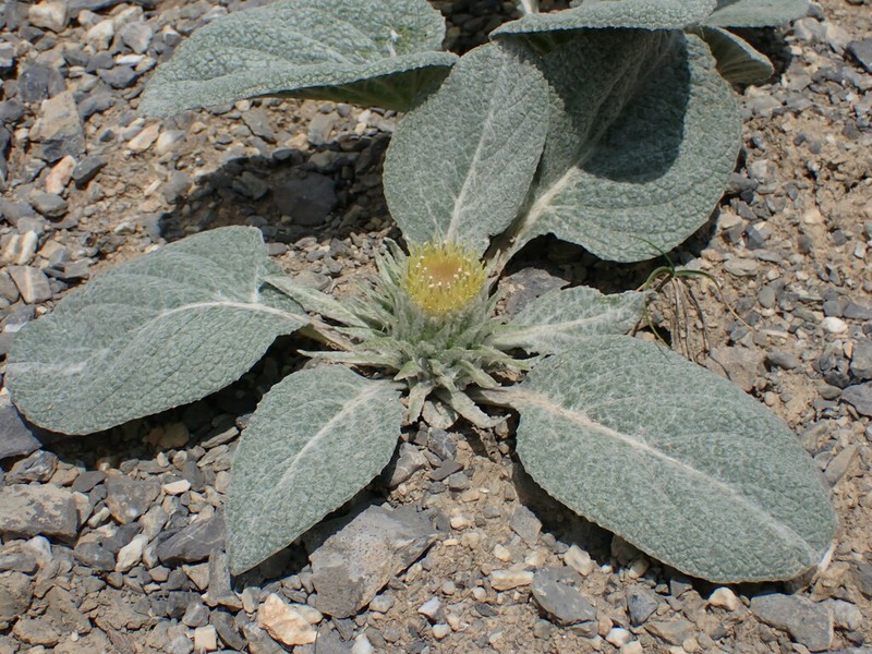 Berardia lanuginosa photo 4