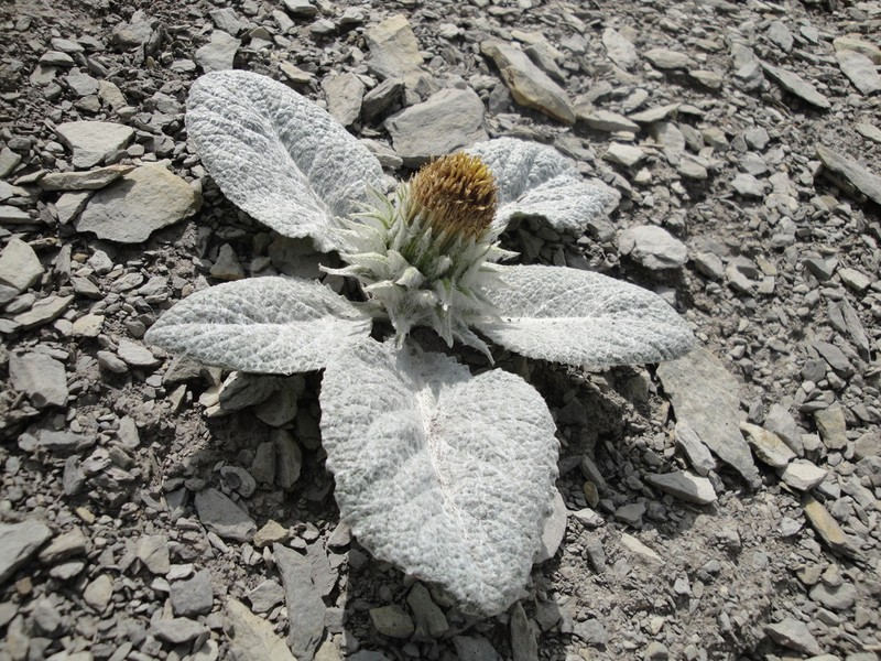 Berardia lanuginosa photo 6