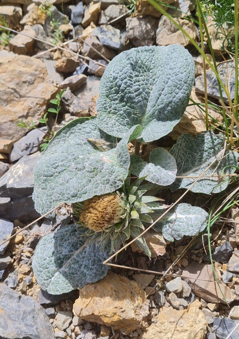 Berardia lanuginosa photo 7