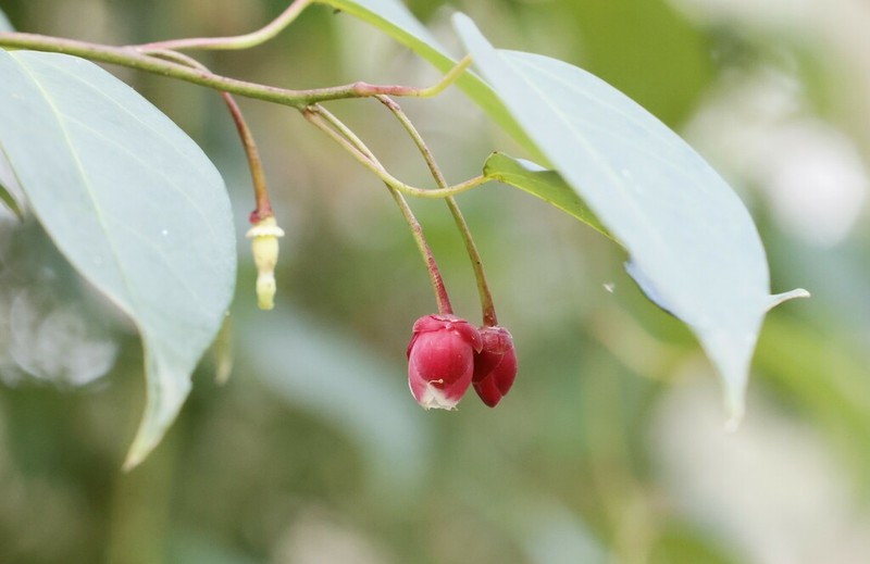 Berberidopsis beckleri