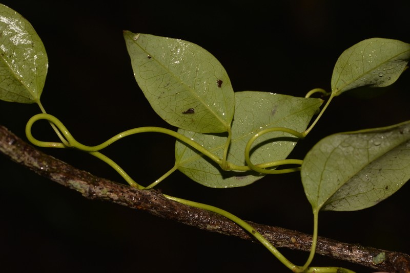 Berberidopsis beckleri photo 2