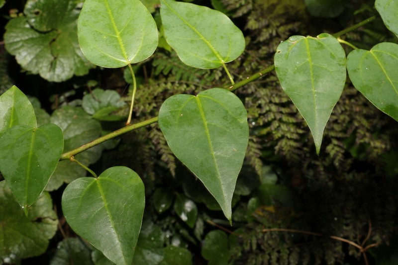 Berberidopsis beckleri photo 3