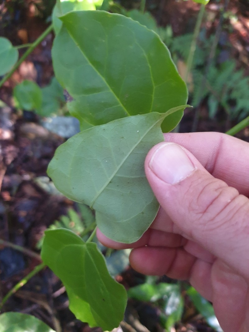 Berberidopsis beckleri photo 4