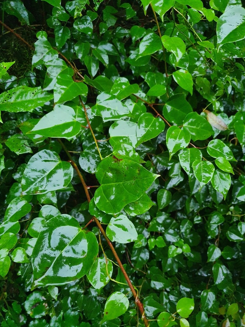 Berberidopsis beckleri photo 5