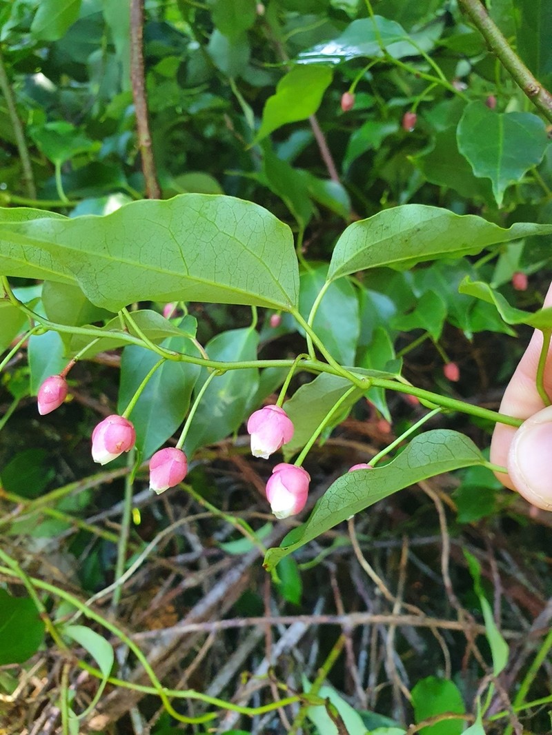 Berberidopsis beckleri photo 6