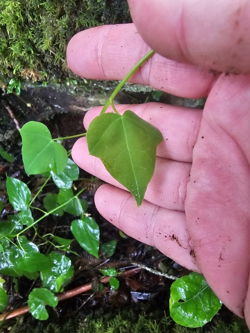 Berberidopsis beckleri photo 7