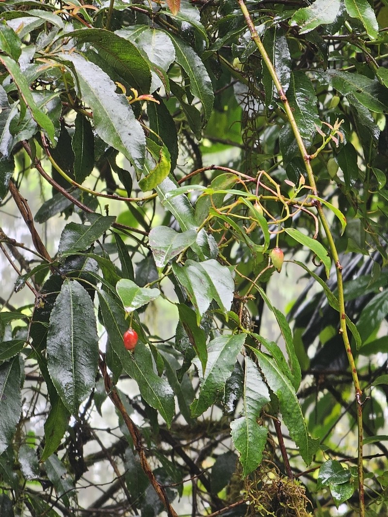Berberidopsis beckleri photo 8