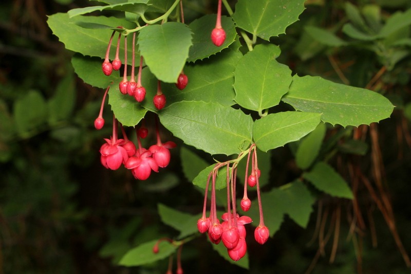 Berberidopsis corallina photo 2