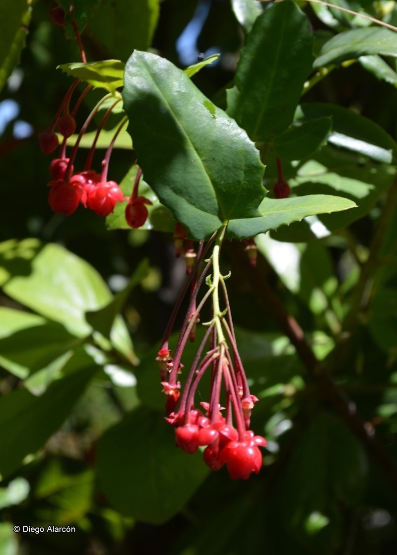Berberidopsis corallina photo 3