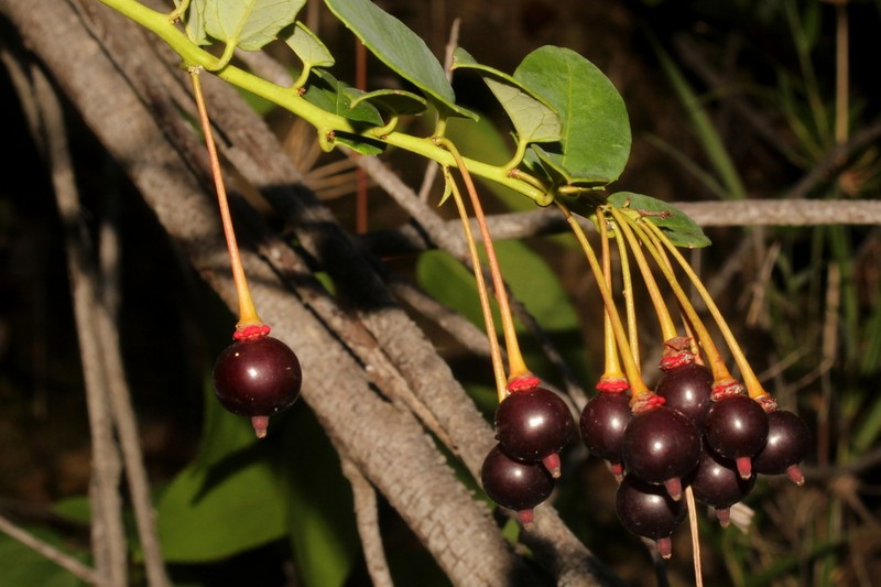 Berberidopsis corallina photo 4