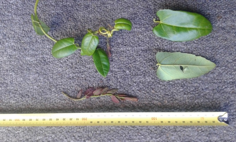 Berberidopsis corallina photo 5