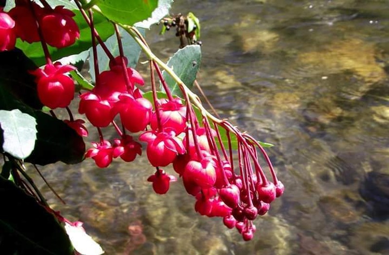 Berberidopsis corallina photo 6