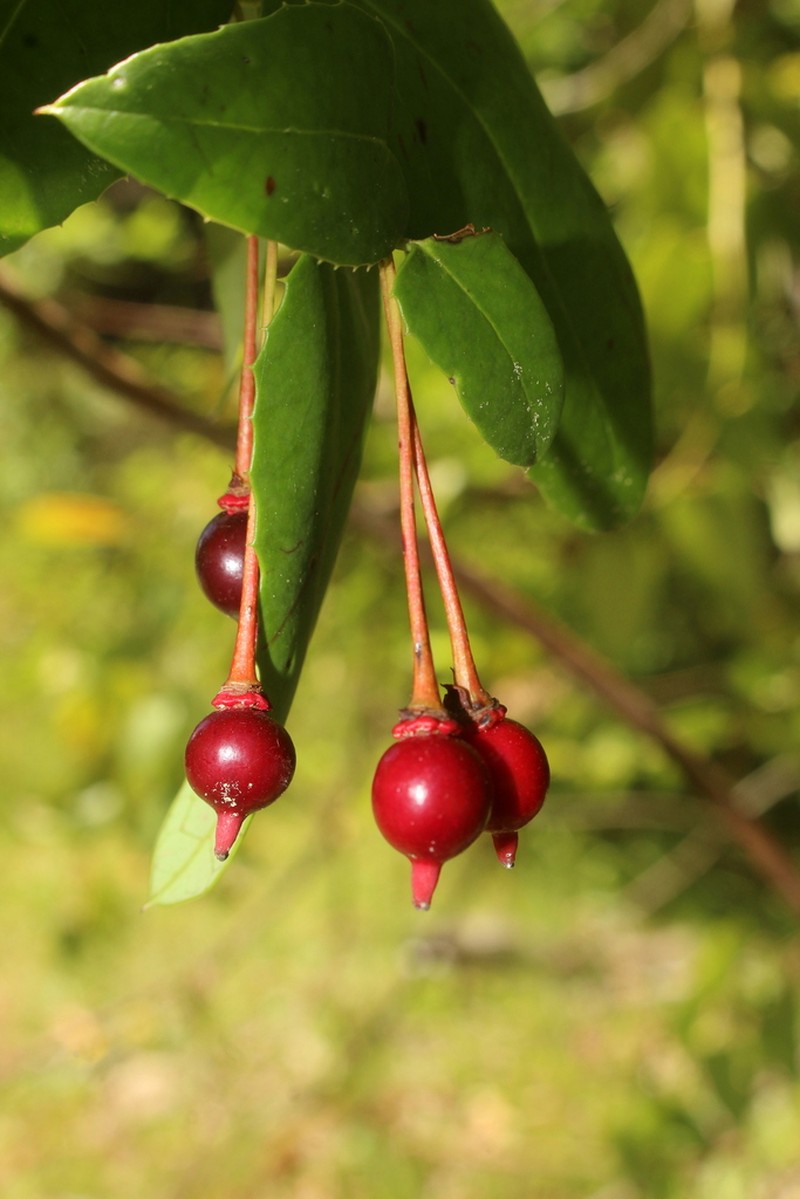 Berberidopsis corallina photo 7