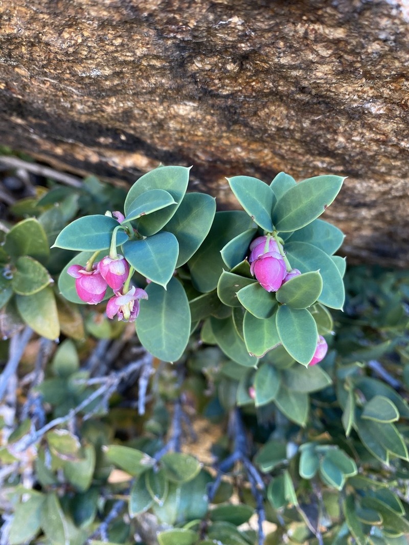 Berberidopsis granitica