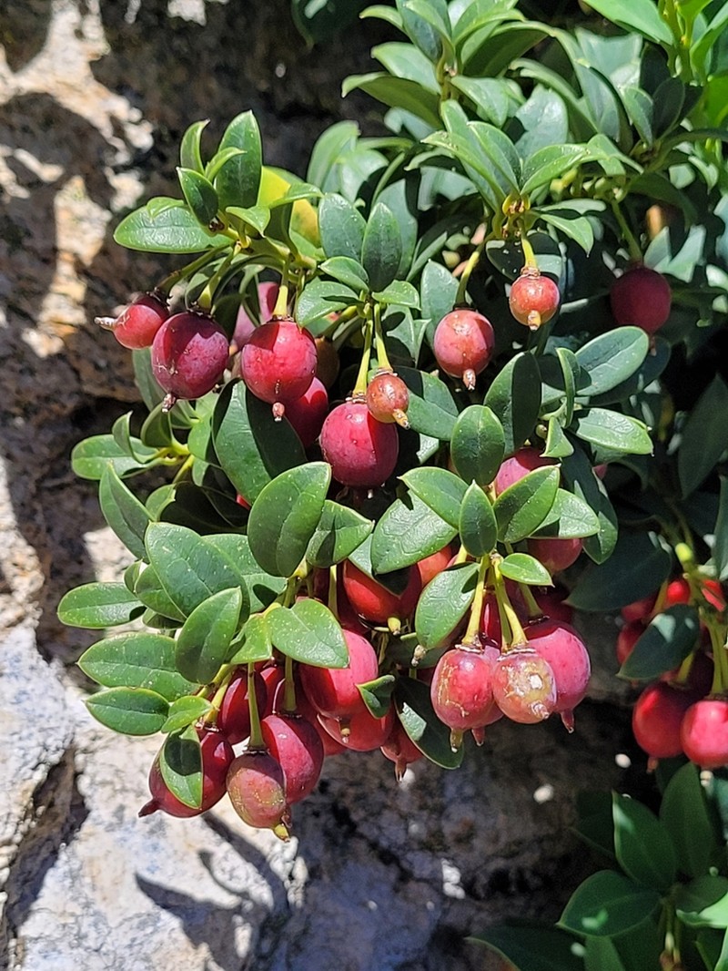 Berberidopsis granitica photo 2
