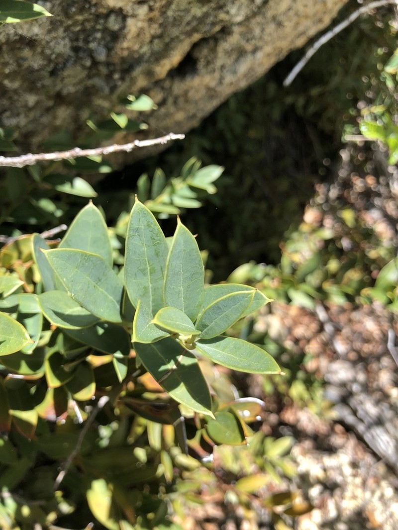 Berberidopsis granitica photo 3
