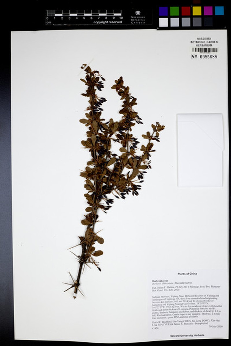 Berberis abbreviata