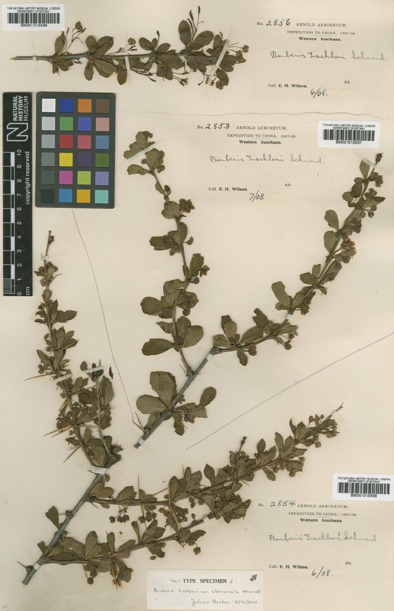 Berberis abbreviata photo 2