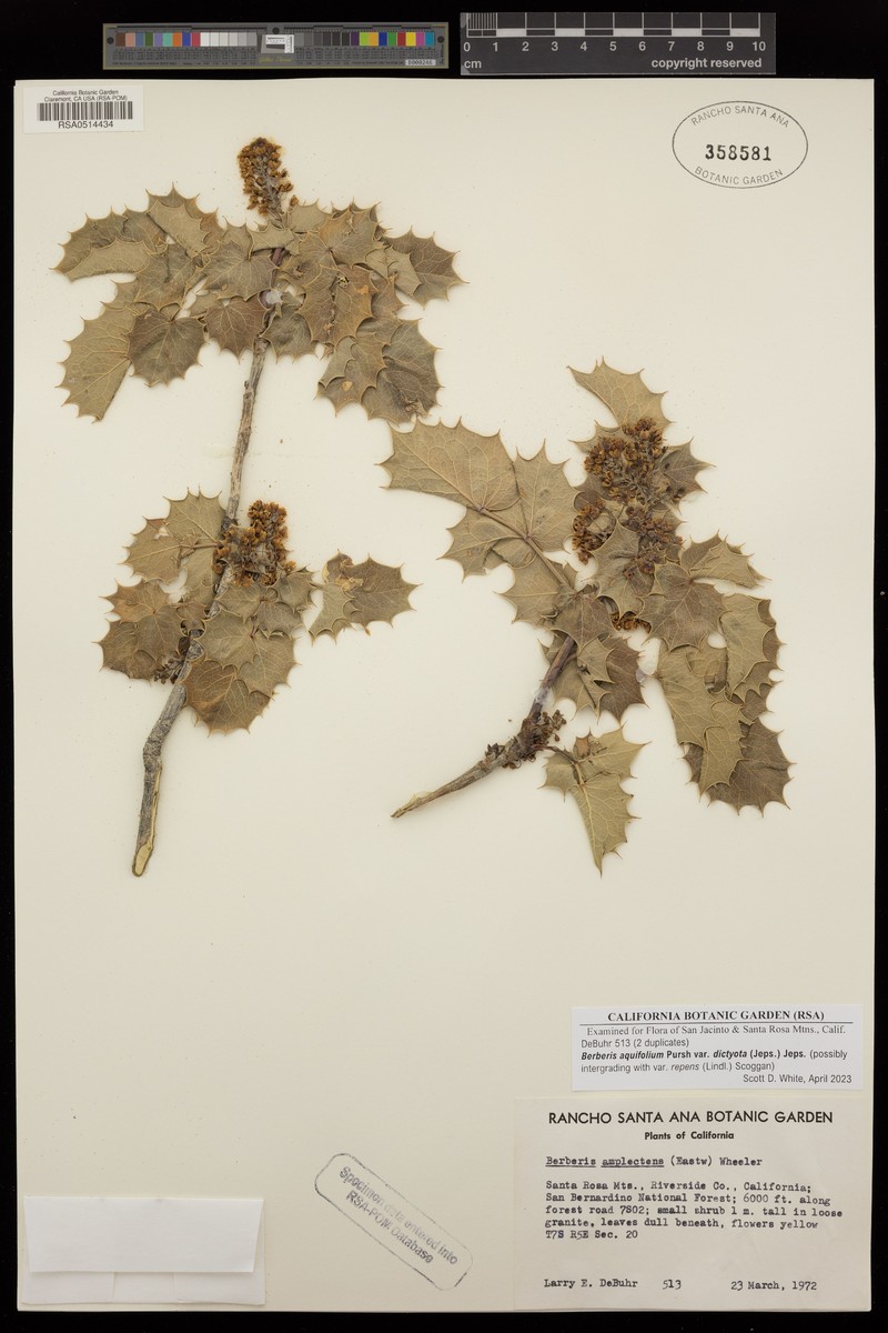 Berberis amplectens photo 2