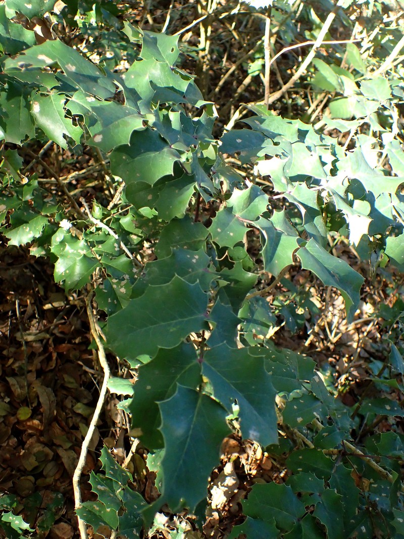 Berberis amplectens
